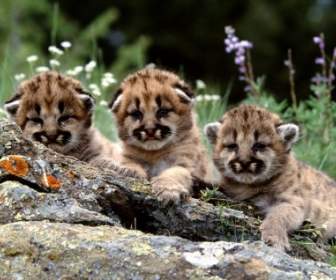 Mountain Lion Cubs-Bilder-Tiere-Tierbabys