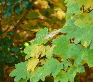 mountain maple leaves fall color