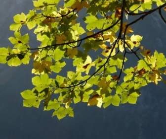 Mountain Maple Leaves Green