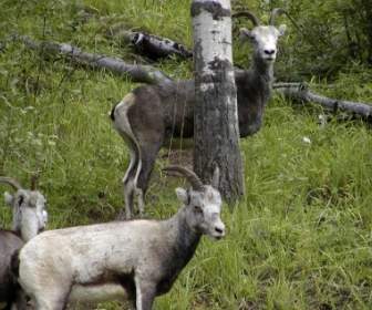Natureza Animal De Montanha Sheeps
