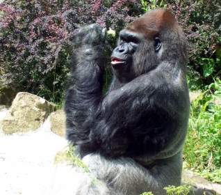 Herr Gorilla