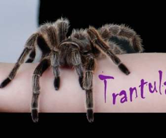 Mr Tarantula
