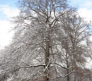 árbol De Jardín Inglés De Munich