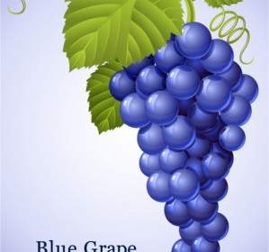 Muscatel Grapes Vector