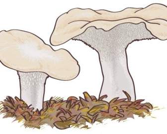 Mushroom Boletus Edulis