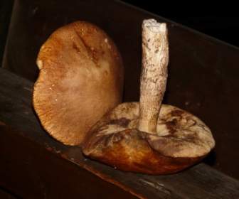 mushroom cep nature