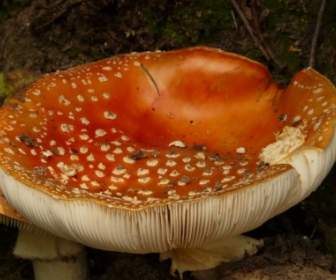紅色的蘑菇飛木耳