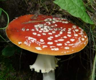 紅色的蘑菇飛木耳