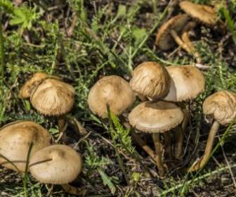 грибов грибов коричневый