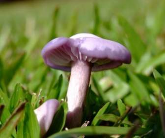 Mushroom Grass Macro