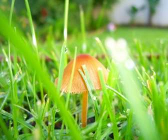Mushroom In Grass Wallpaper Plants Nature