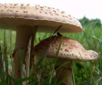 Mushroom Mushrooms Autumn
