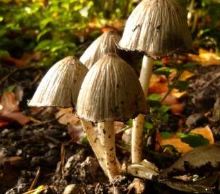 Mushroom Mushrooms Forest