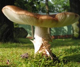 Mushroom Nature Autumn