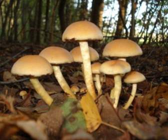 mushroom nature autumn