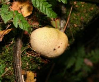 蘑菇自然秋