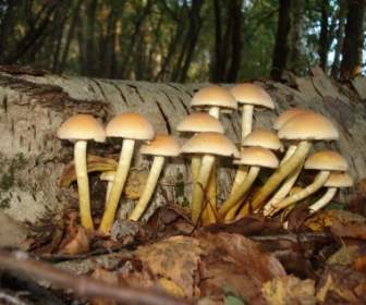 mushroom nature autumn