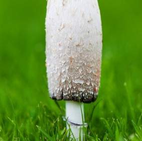 Mushroom On Grass
