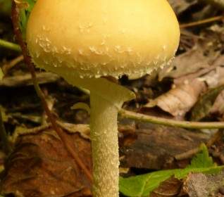 Mushroom Plant Forest