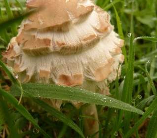 грибной токсичных грибов