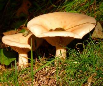 Mushrooms Brown Autumn