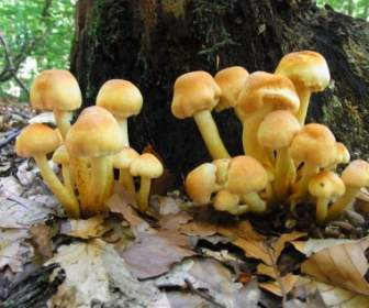 Mushrooms Forest Plant