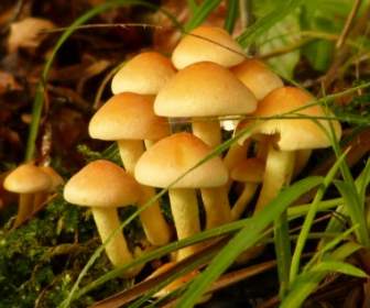 蘑菇有毒的森林
