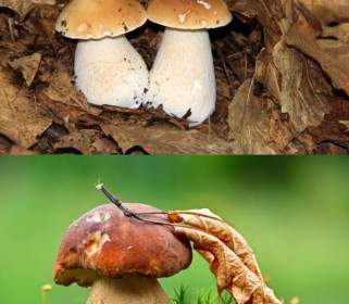Mushrooms Hd Picture