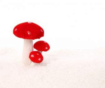 Mushrooms In Snow