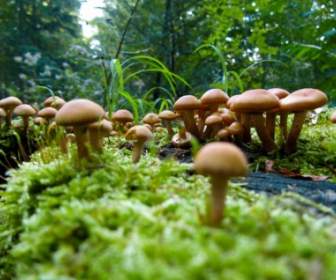 Mushrooms Nature Autumn