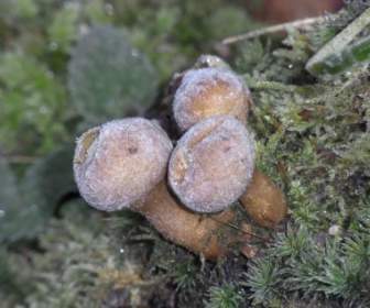 mushrooms plant nature