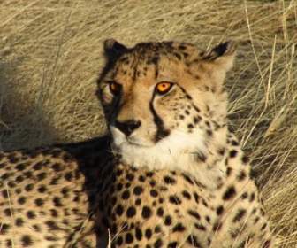Namibia Cheetah Kucing