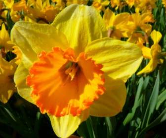 Bunga Narcissus Bakung