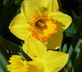 Narcissus Daffodil Yellow