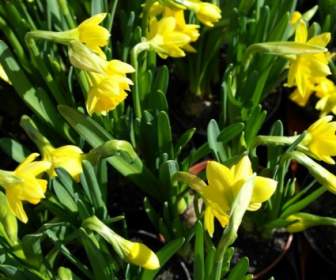 Musim Semi Bunga Narcissus