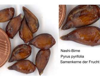 nashi pear sweet fruit