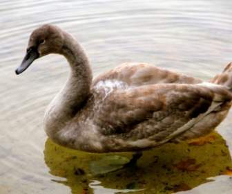 Nature Animal Swan