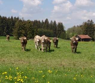 自然の牛の牧草地