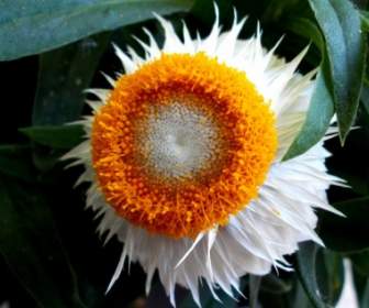 Natur-Blumen-italicum