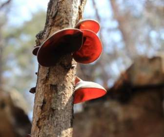Nature Mushrooms Wild
