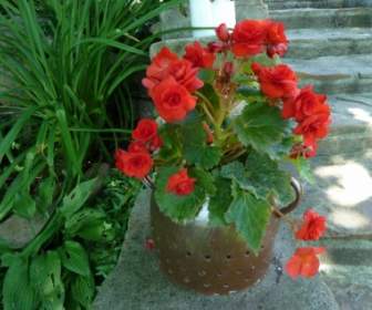 nature potted flowers begonias