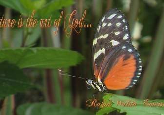 蝶と自然引用