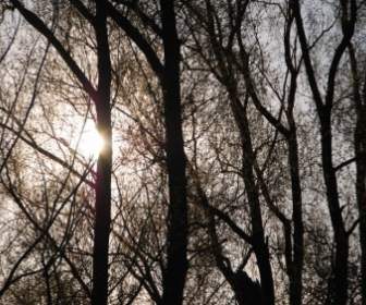 Naturaleza Sombras De árboles