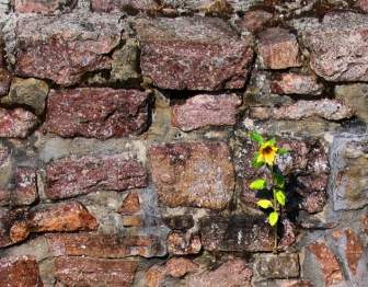 Nature Sun Flower Wall