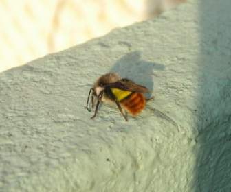 Непал пчела Hummel
