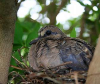 nest birds nature