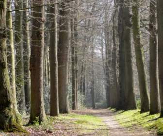 Netherlands Landscape Forest