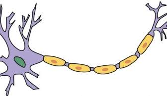 Neuron With Axon Clip Art