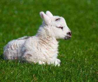 新出生的小羊