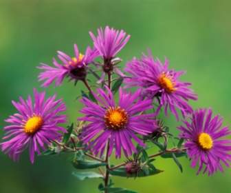 New England Asters Wallpaper Flowers Nature